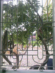 window